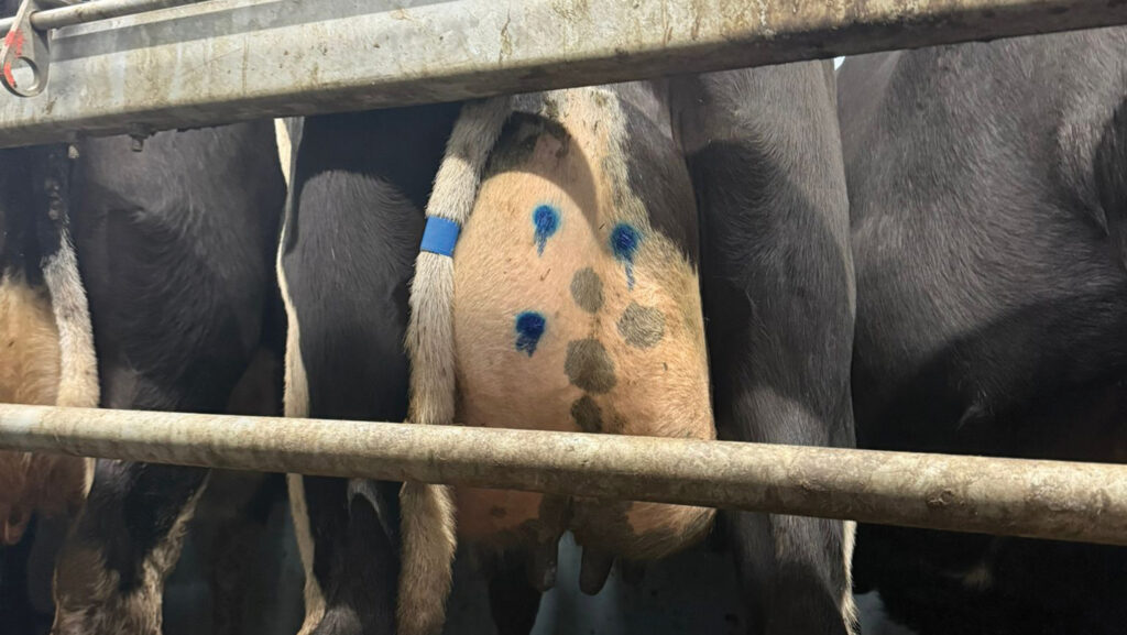 Three blue dots on udder