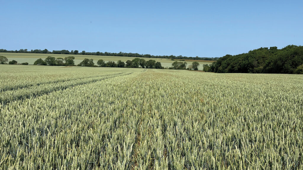 A wheat blend showing benefits against blackgrass © Hutchinsons