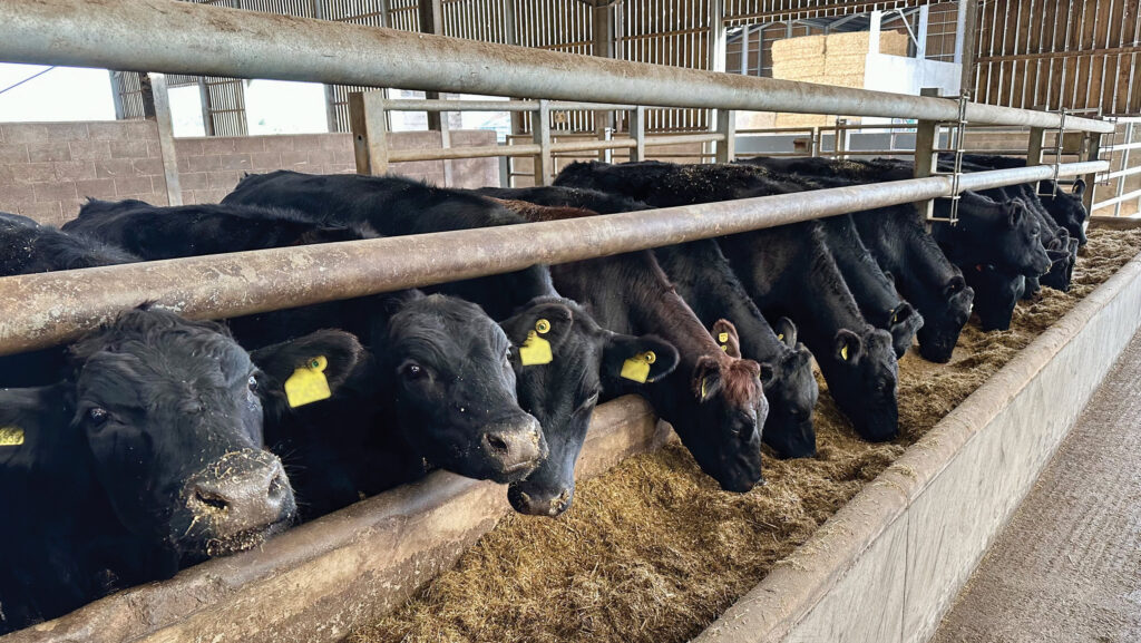 Cattle at Bromstead Farms © MAG/Judith Tooth