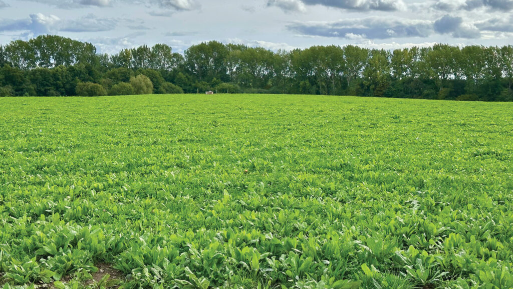 Multispecies herbal leys at Bromstead Farm