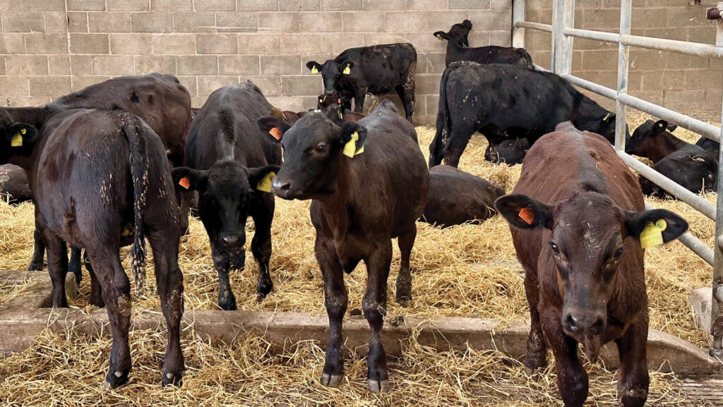 New intake of calves at Bromstead Farm