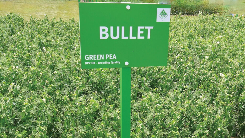 Green pea trial crop