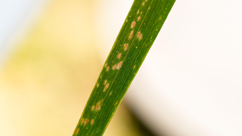 Powdery mildew on barley leaf