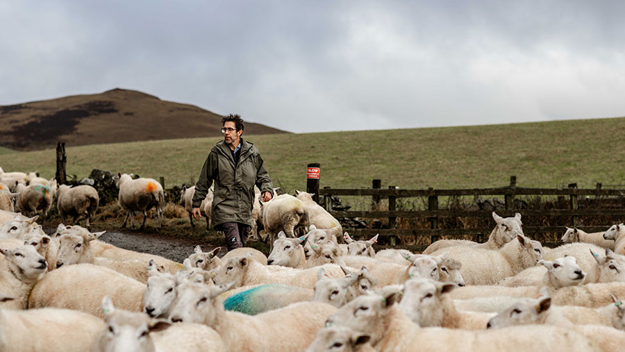 Matt Griffins on farm, pictured with flock of sheep