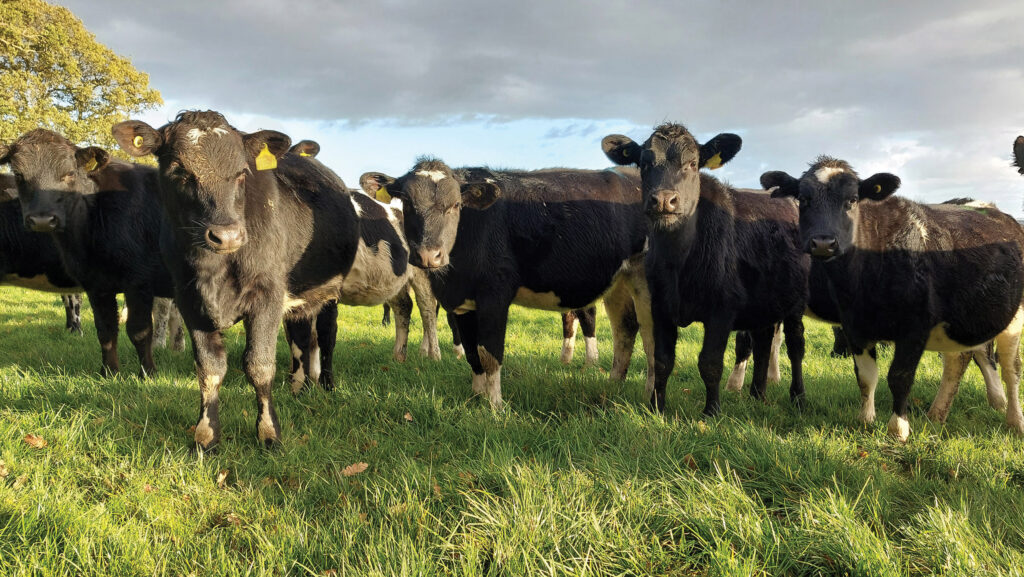 Calves at Over Garrel © MAG/Shirley Macmillan