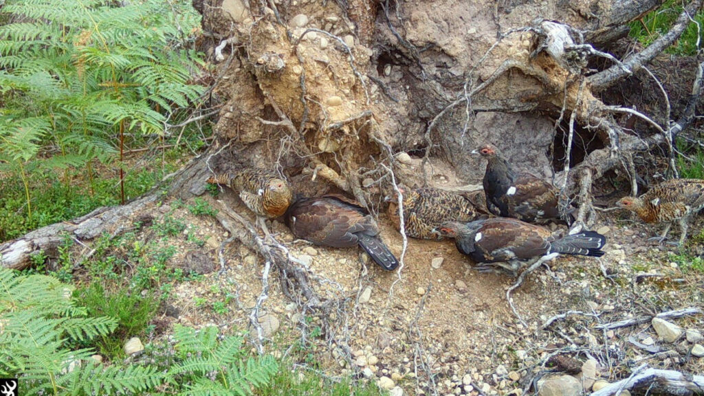 Capercaillie brood with hen