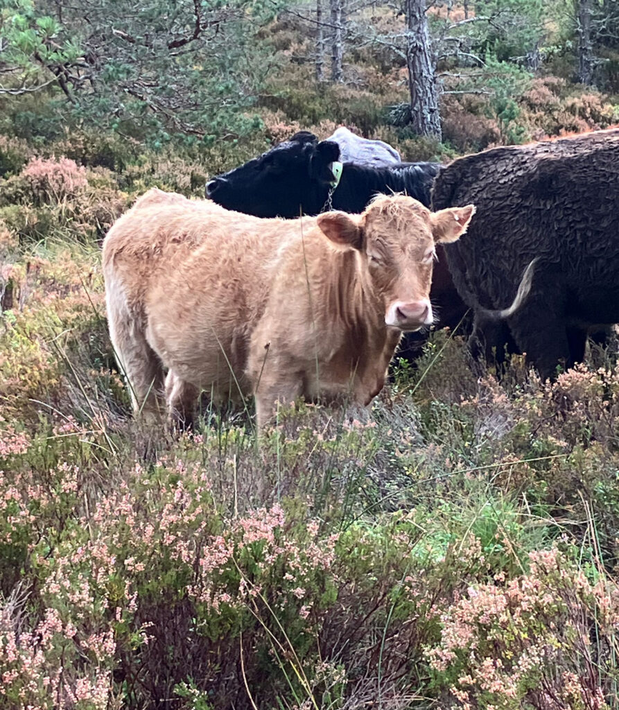 Bobby Mackenzie's herd grazing