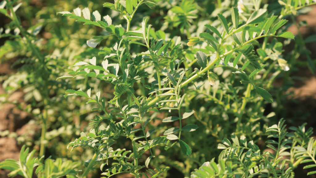 Chickpeas crop