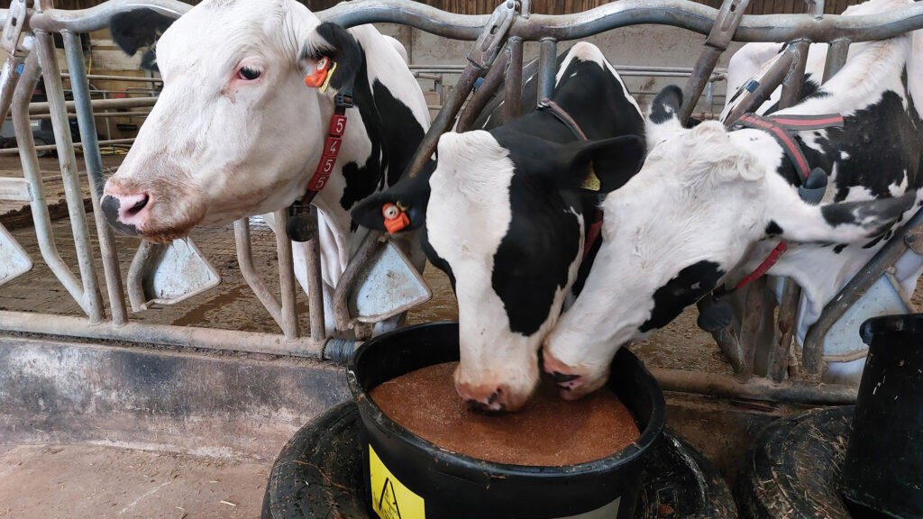 Mature cows at Stowell Farms are now being given a pheromone application at drying off © MAG/Shirley Macmillan