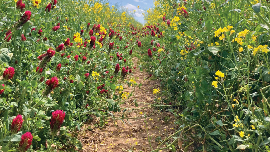 Clover understorey in OSR crop