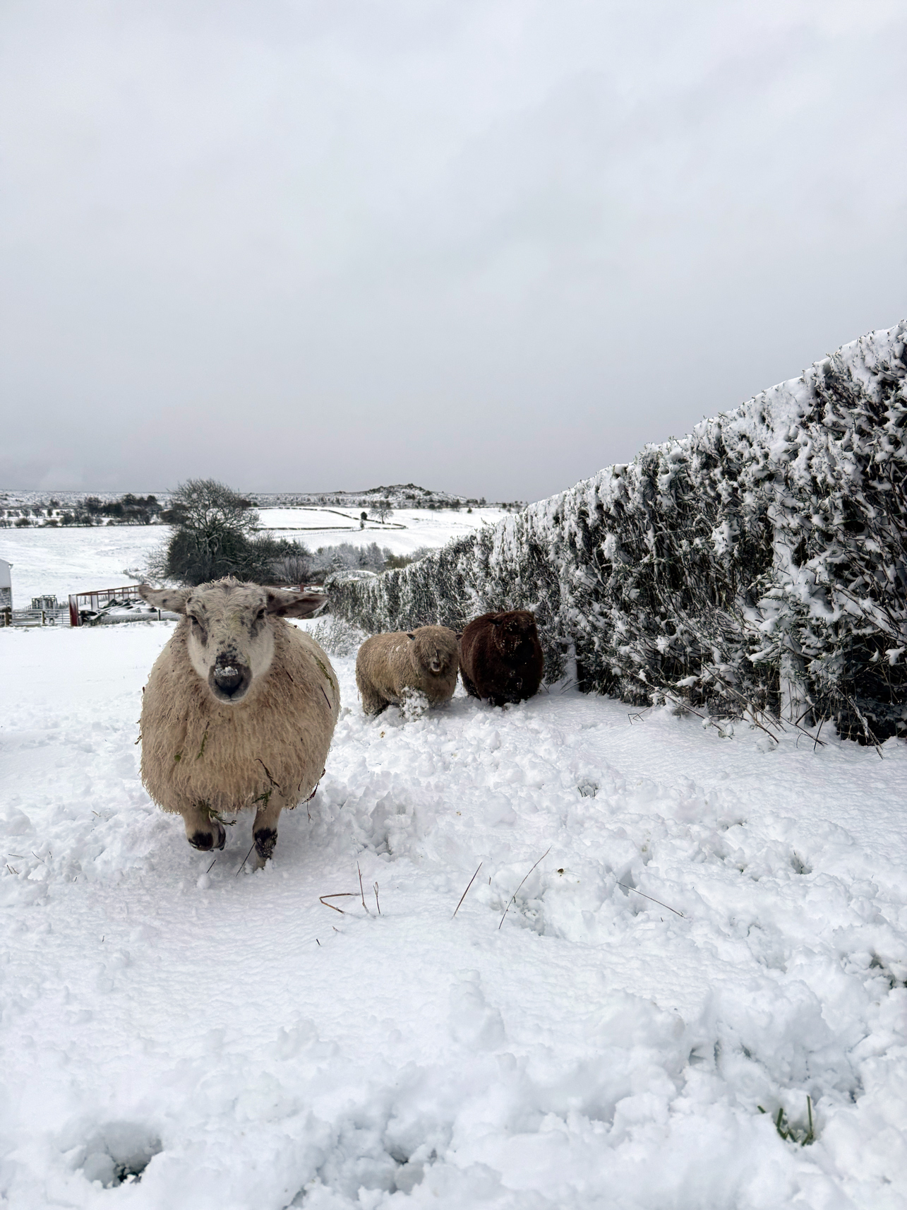 Darcy the sheep in the snow