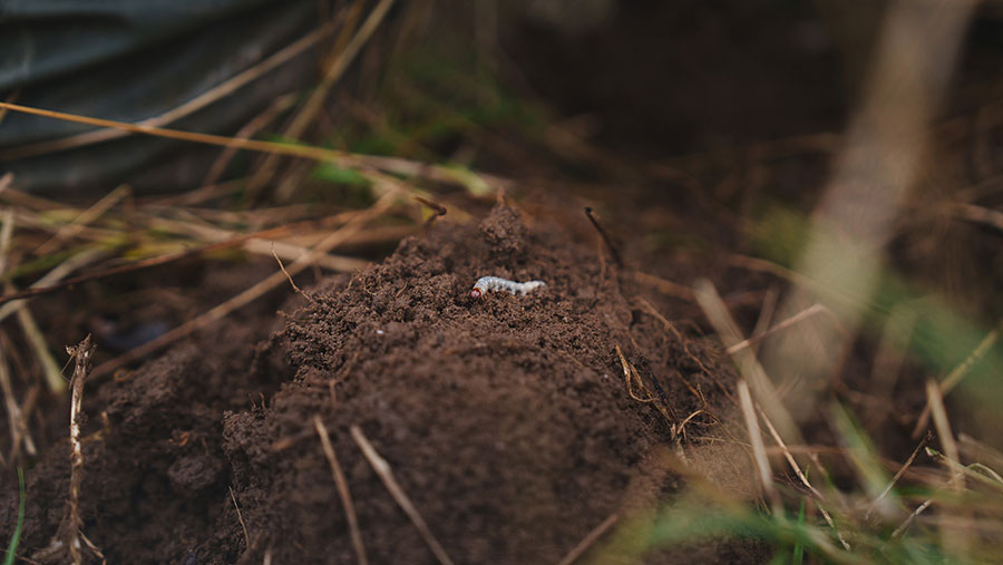 Diversity of life drives resilience to extreme weather