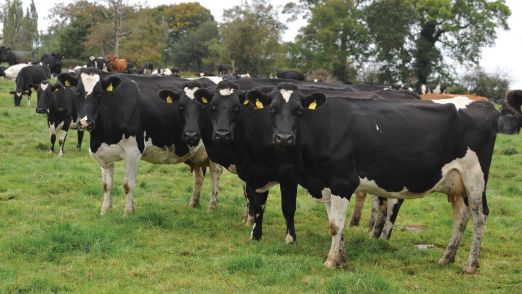 Cows at Lower Farm, Shropshire © Debbie James