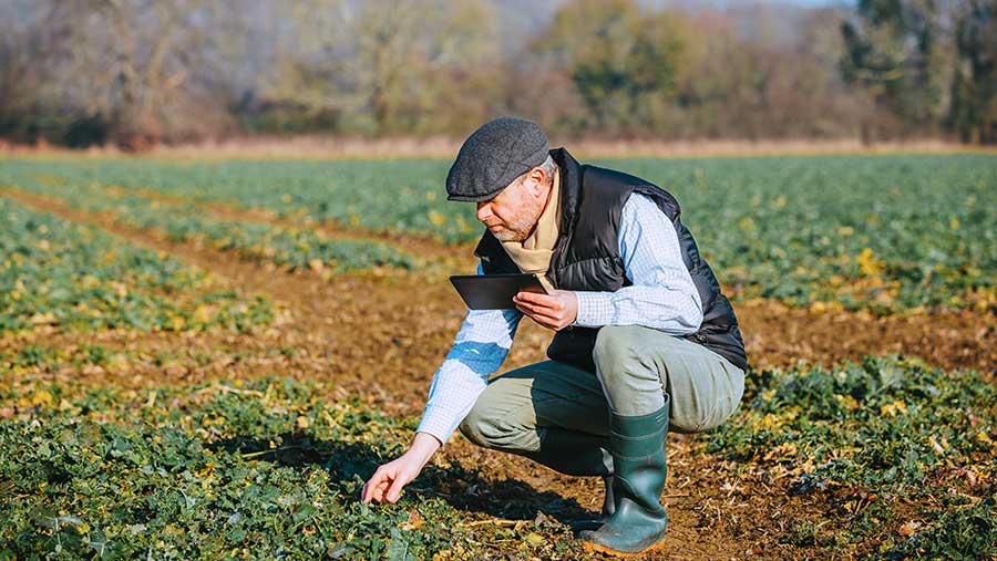 Man inspecting crops in field
