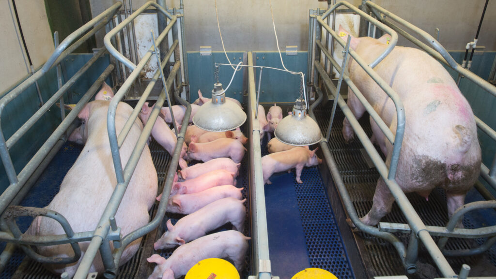 Sows and piglets in farrowing crates