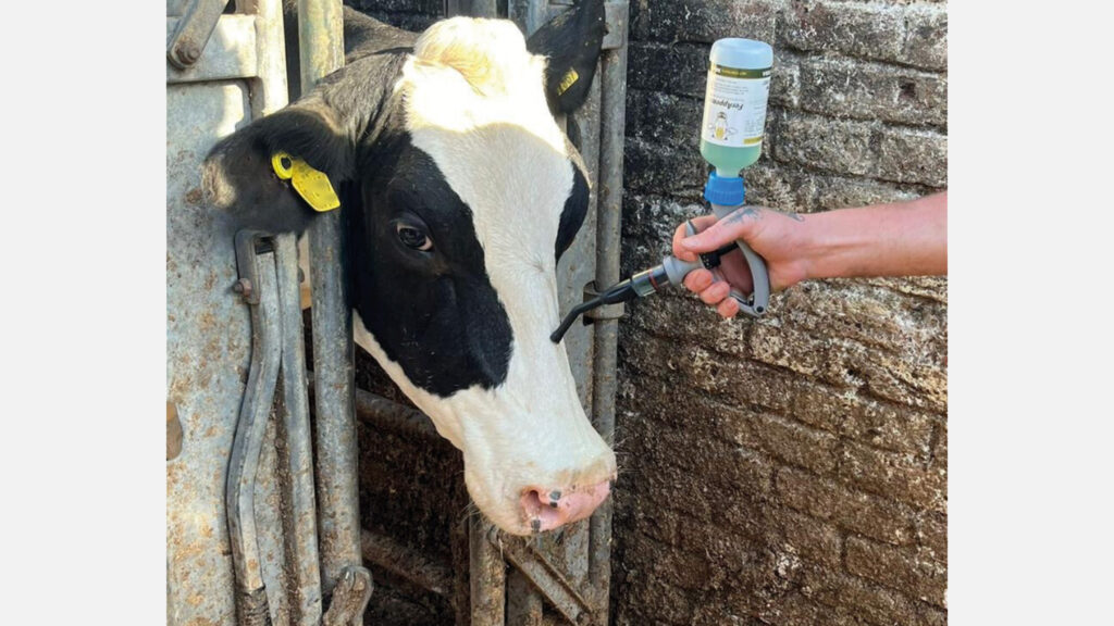 FerAppease application on cow