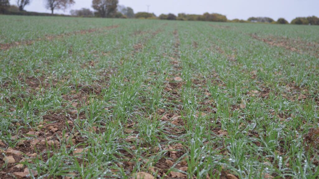 Field of young wheat