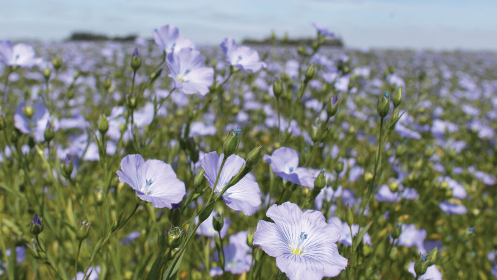 Flowering linseed © Tim Scrivener