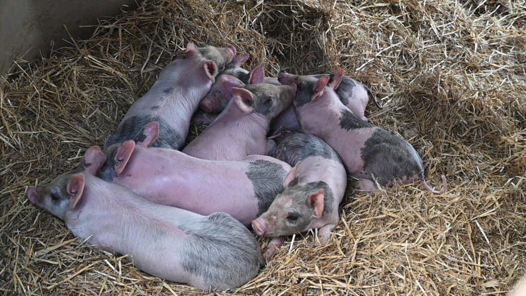A litter of piglets