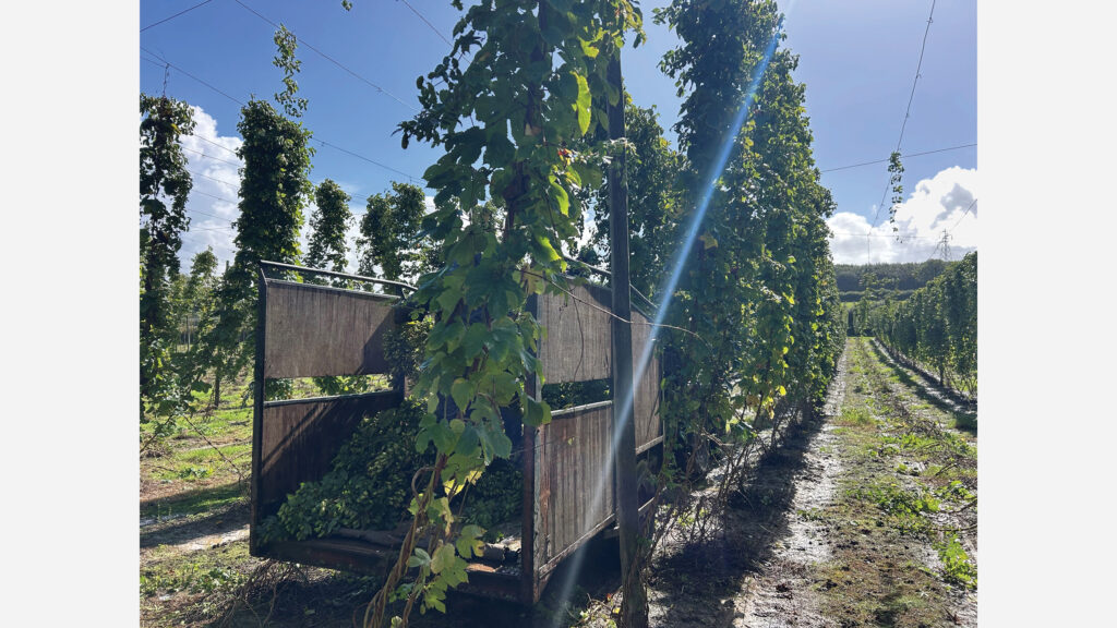 Hops harvesting at Tibbs Farm