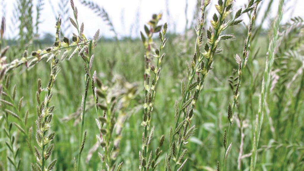 How to tackle the increasing problem of Italian ryegrass