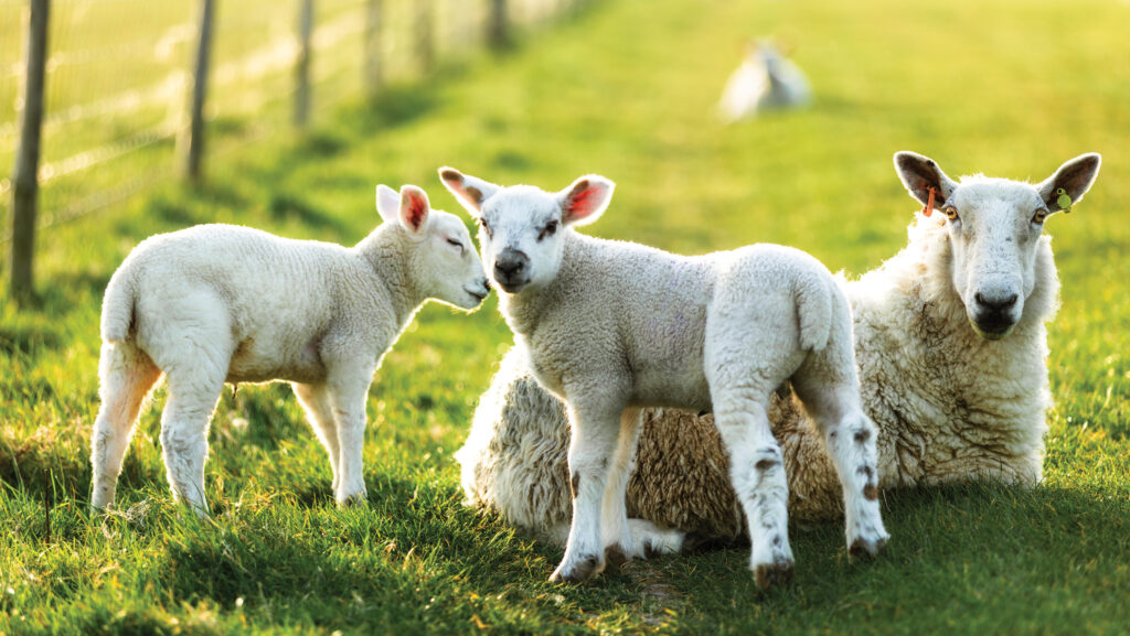 © coldsnowstorm/Istockphoto