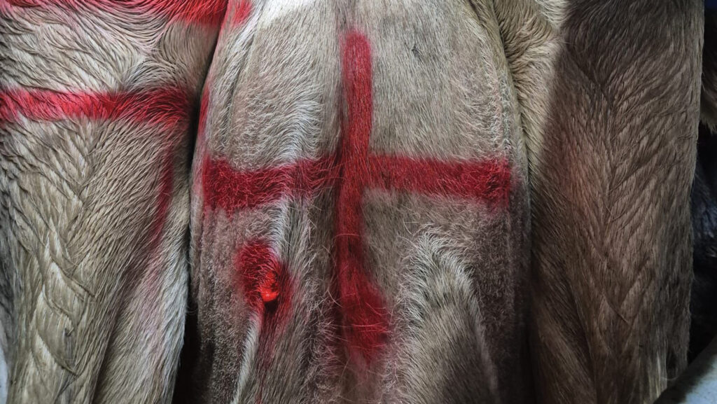 Markings on udders to indicate mastitis