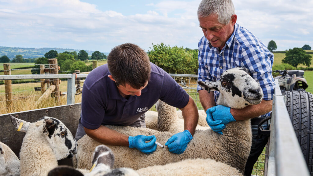 Vaccinating sheep against bluetongue