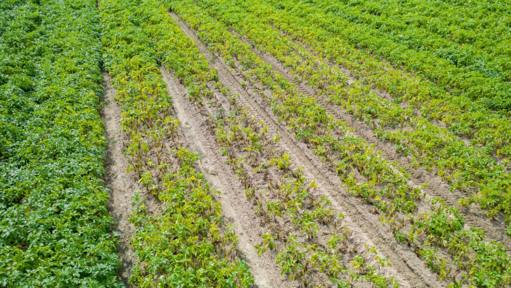 © Blackthorn Arable