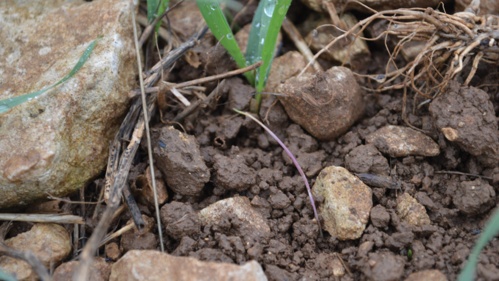 Close-up of weed after treatment