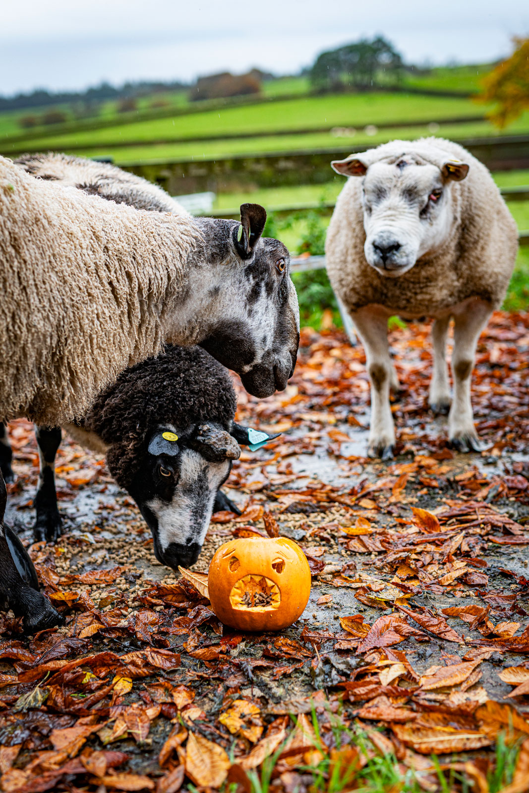 Sheep with pumpkins