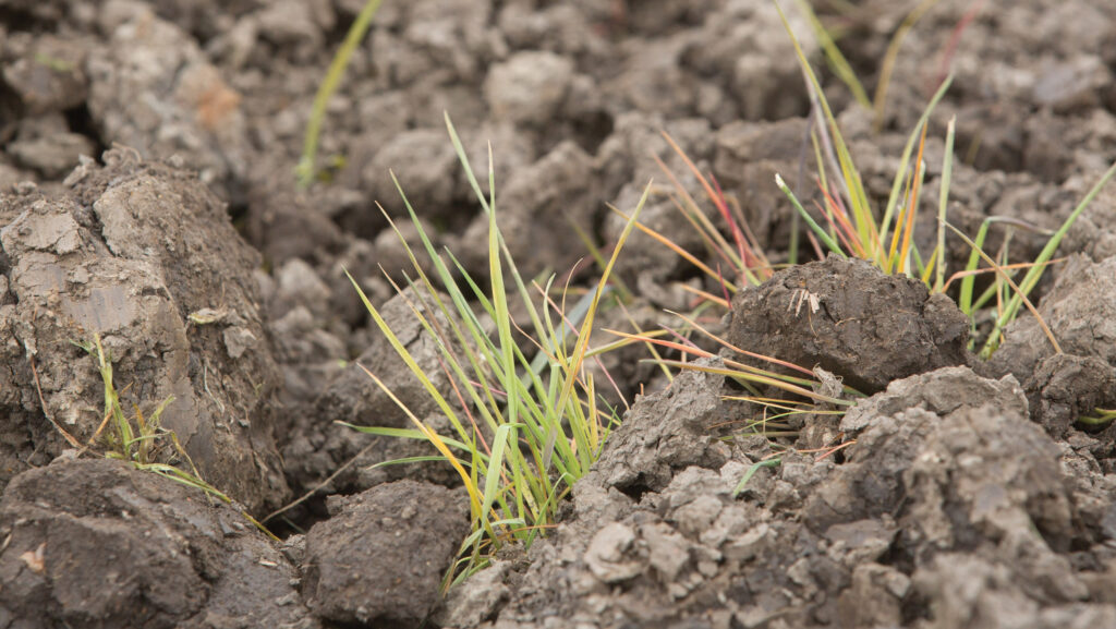 A clump of blackgrass