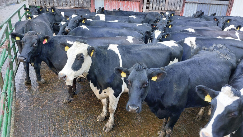Spring calvers in yard