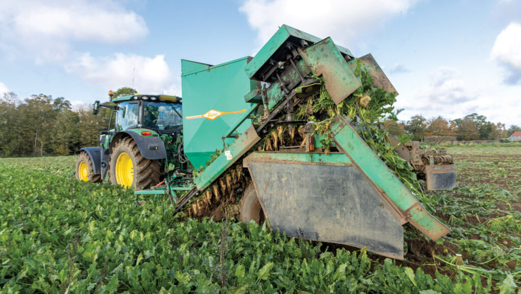 Sugar beet harvester at work