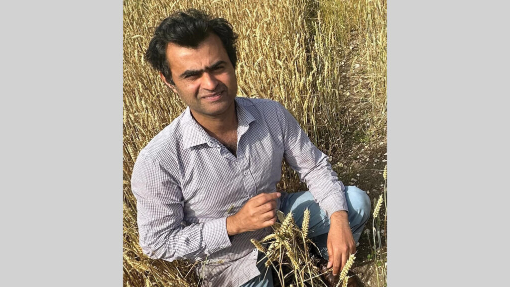 Man examines a crop of wheat