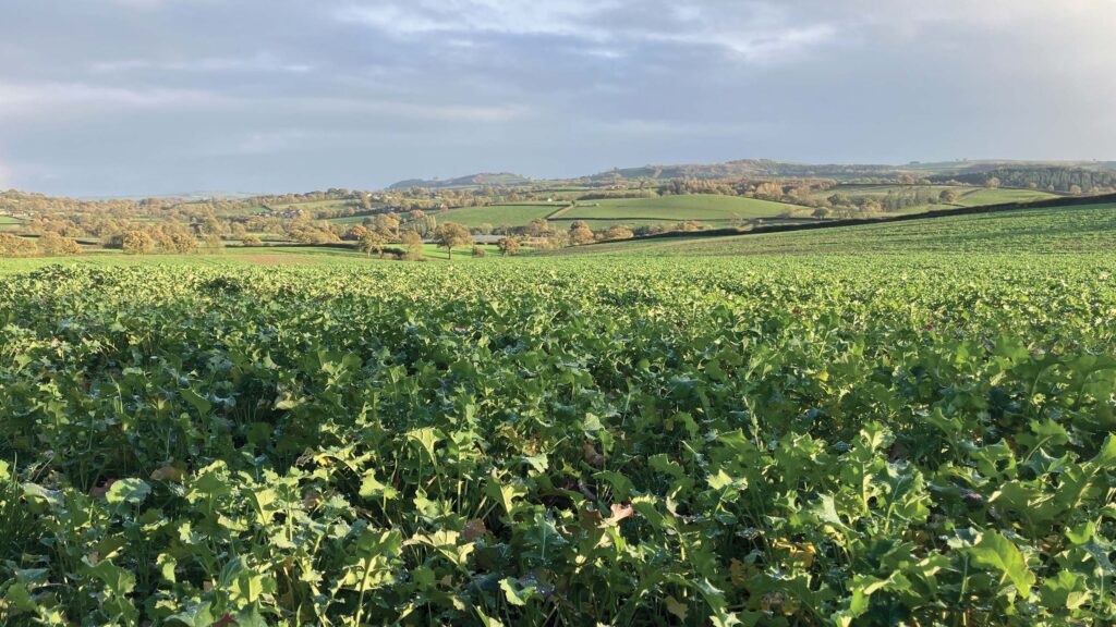 Forage rape crop