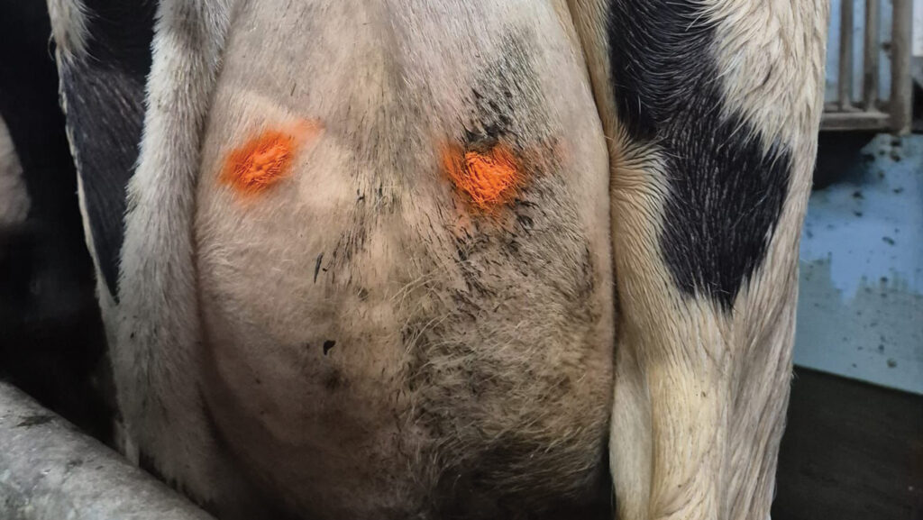Two dots on udder