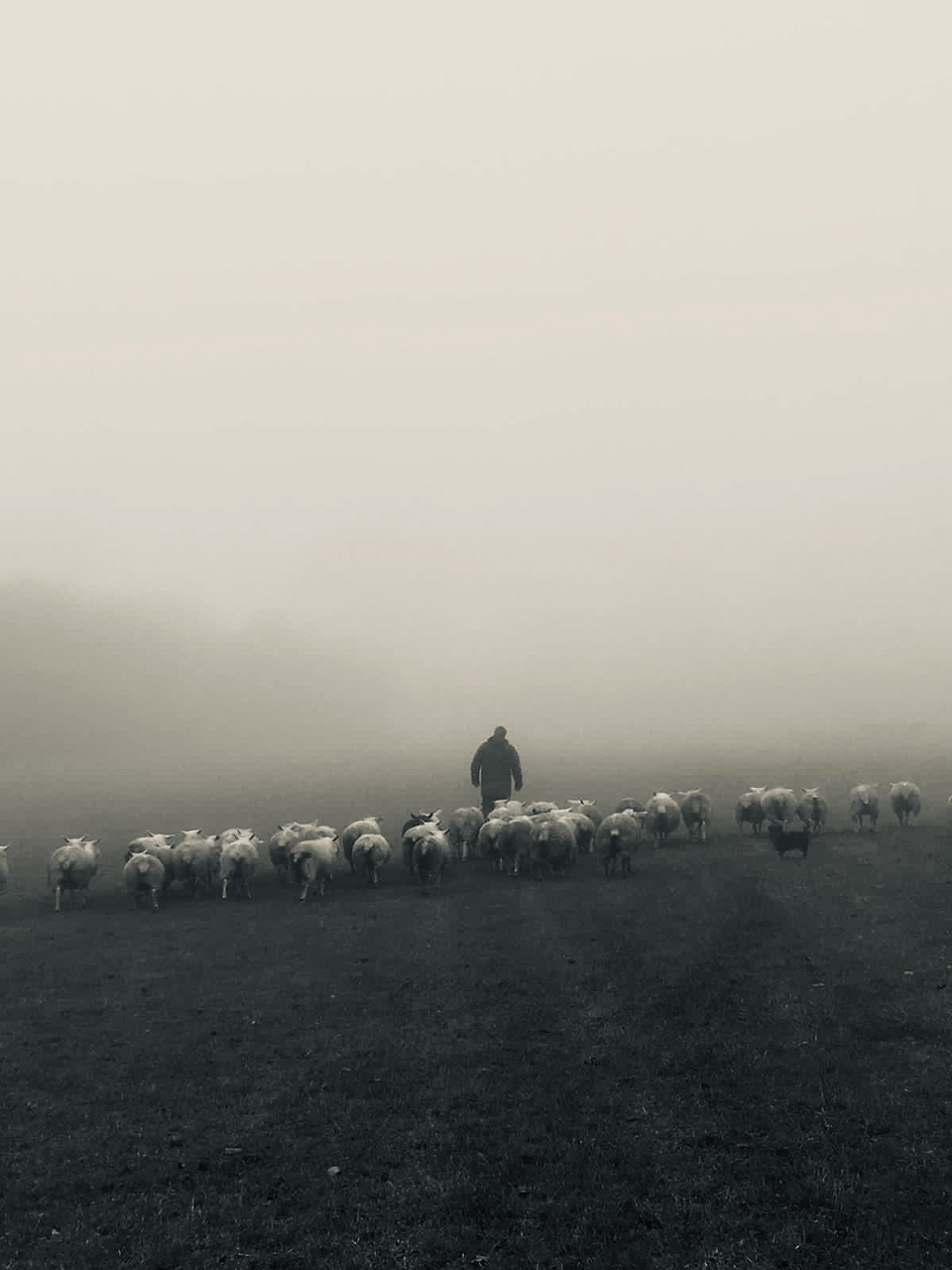 Farmer in fog with flock of sheep
