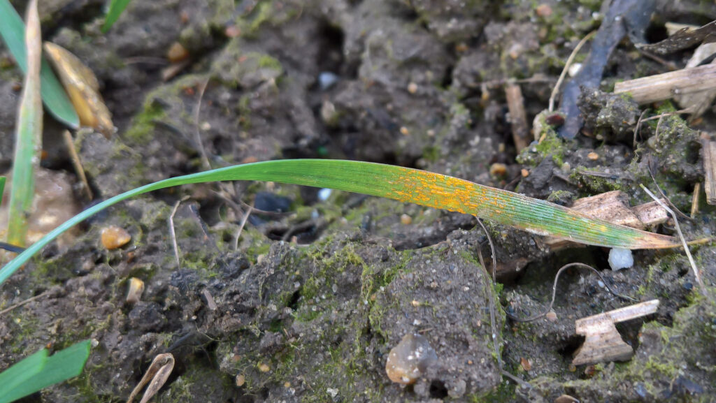 © Blackthorn Arable