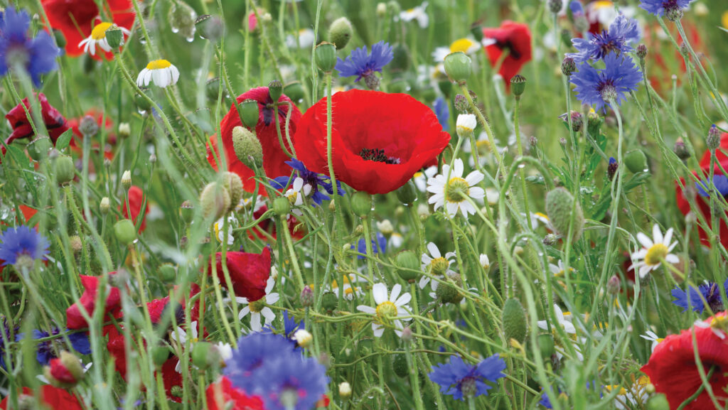 Outlook 2026: Farm support disparities and uncertainty grows