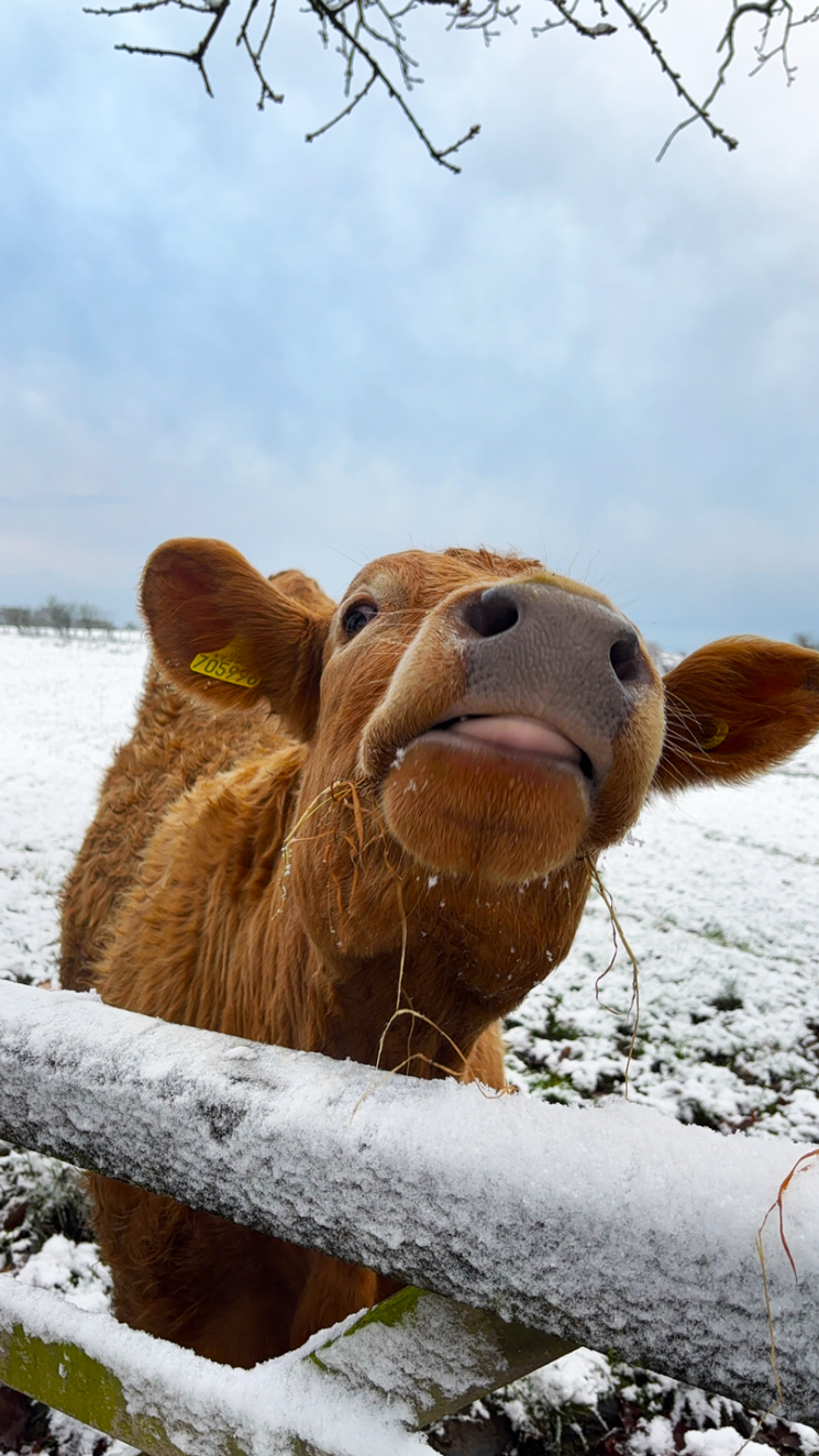 Charolais heifer smiling at the camera