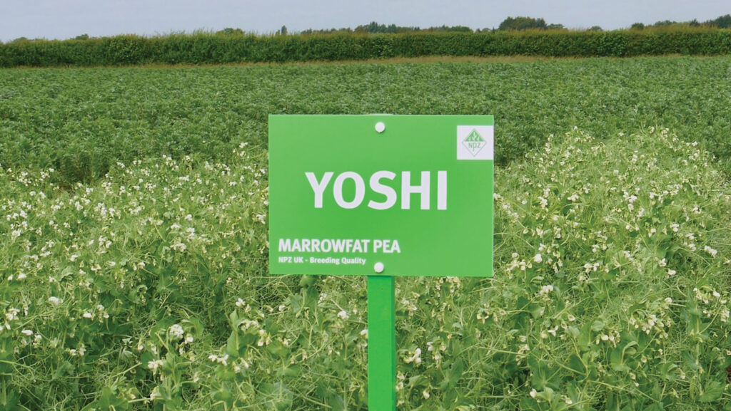 Marrowfat pea trial plot
