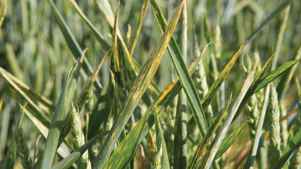 Research on historic wheats disease resistance gets grant