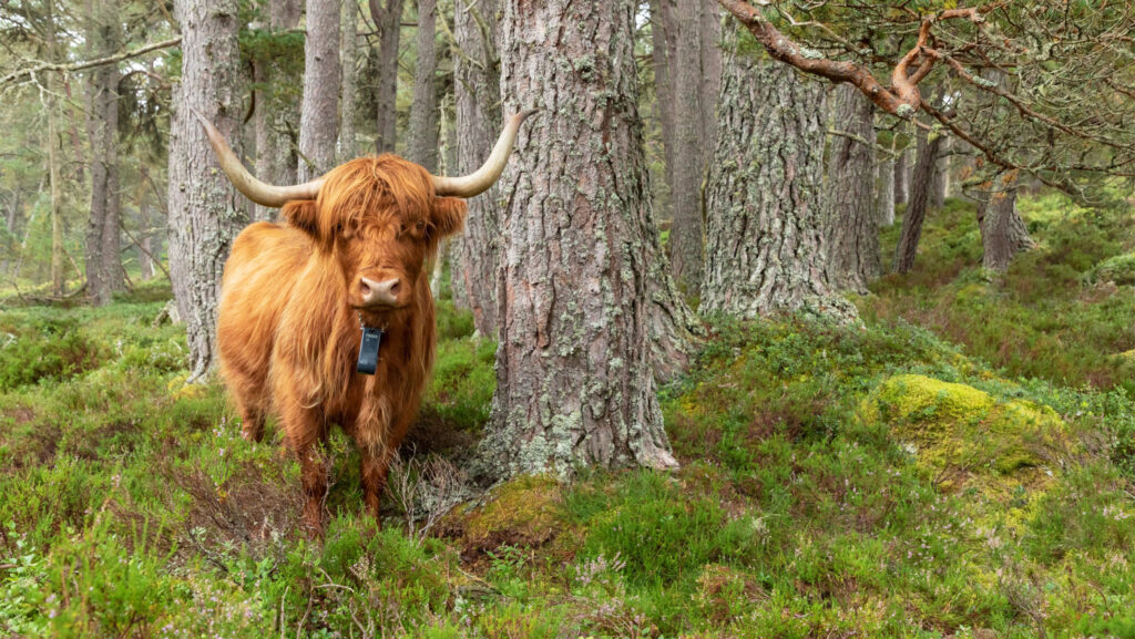 Grazing area and quality is improved with the use of virtual fencing on Abernethy Forest Nature Reserve © Mike Butler