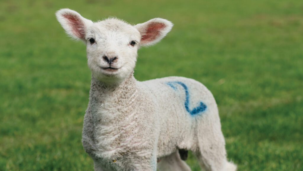 Young lamb in a field
