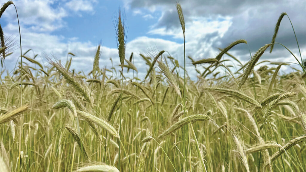 Heritage rye © Mike Abram