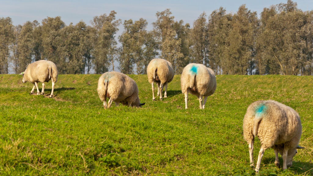 Tups marked © Adobe Stock