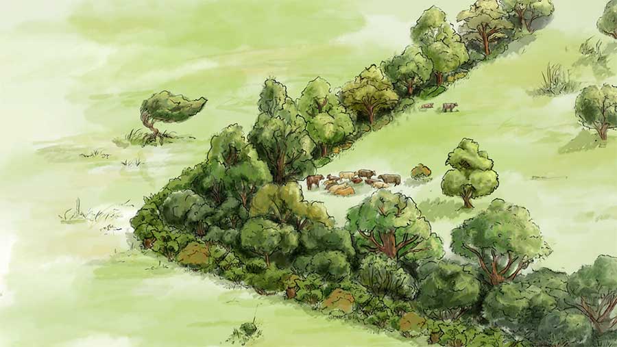 Shelterbelts help protect livestock and crops from increasingly extreme weather.