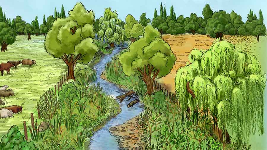 Riparian planting can improve the health of rivers and streams.