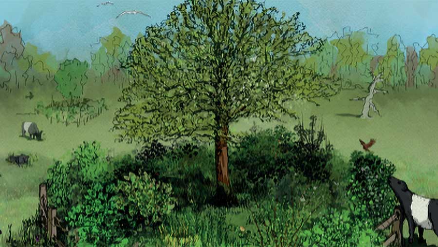 Silvopasture roundels provide shelter and beneficial browse for livestock.